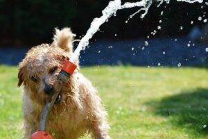 cane che gioca con l'acqua in giardino