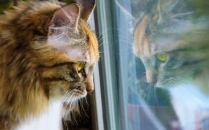 vivere con un gatto che guarda dalla finestra