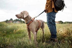 escursioni con il cane nelle aree protette