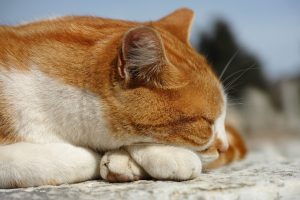 gatto rosso carattere