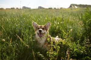zecche cani