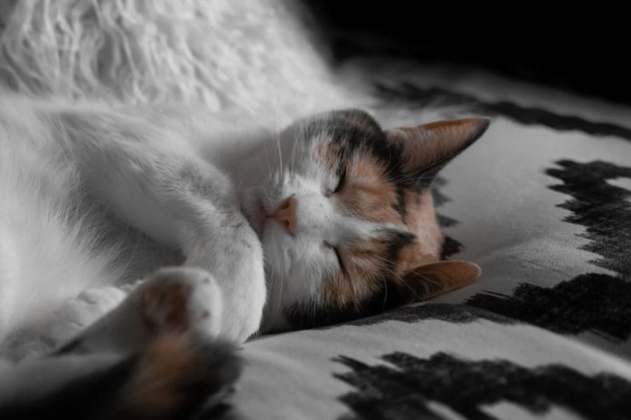 malattie nel gatto anziano