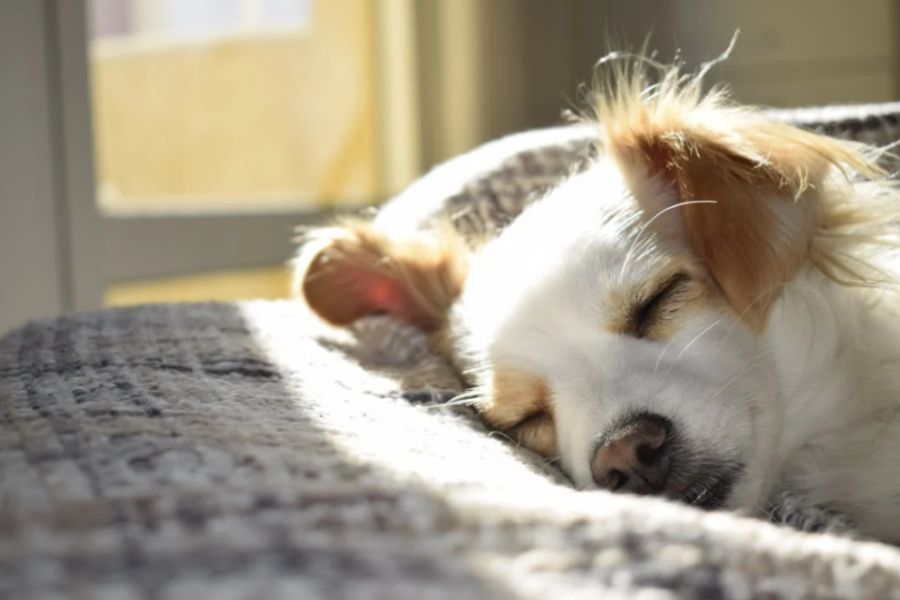 soffio al cuore cane